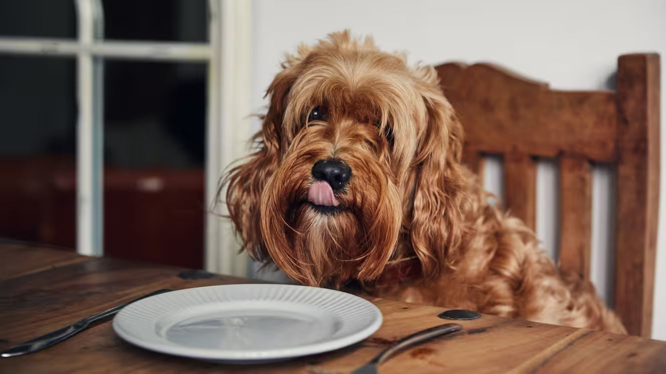 Au Japon, les repas à partager avec son chien deviennent un véritable business