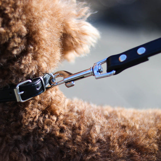Gros plan laisse en cuir noir avec boucle argentée et attache  sur un caniche roux — laisse cuir solide pour petit et moyen chien
