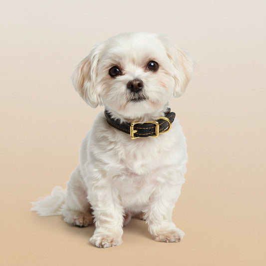 Collier en cuir noir coutures dorées et corde nylon avec boucle laiton porté par un bichon maltais blanc — collier cuir luxe pour petit chien
