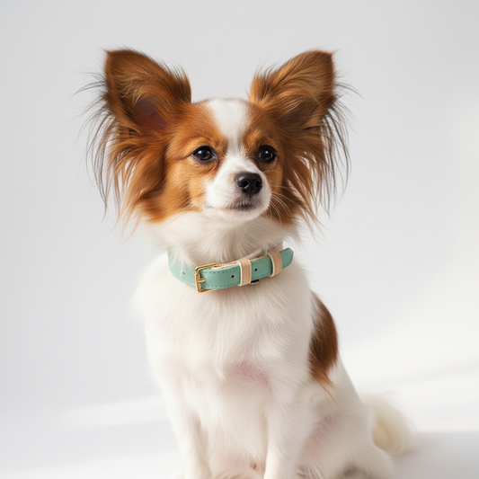 Collier en cuir vert menthe avec boucle dorée porté par un papillon blanc et roux — collier chien pastel élégant pour petit chien